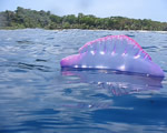Sponges, Cnidarians and Worms