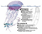 Sponges, Cnidarians and Worms