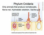 Sponges, Cnidarians and Worms