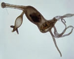 Sponges, Cnidarians and Worms