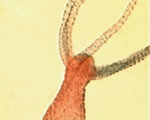 Sponges, Cnidarians and Worms