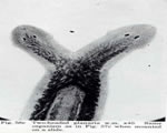 Sponges, Cnidarians and Worms