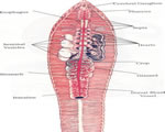Sponges, Cnidarians and Worms