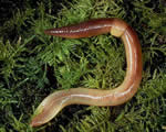 Sponges, Cnidarians and Worms