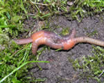 Sponges, Cnidarians and Worms