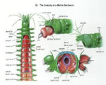 Sponges, Cnidarians and Worms