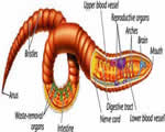 Sponges, Cnidarians and Worms