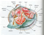 Mollusks, Arthropods and Echinoderms