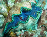 Mollusks, Arthropods and Echinoderms