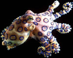 Mollusks, Arthropods and Echinoderms