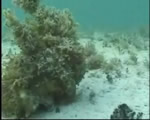 Mollusks, Arthropods and Echinoderms