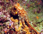 Mollusks, Arthropods and Echinoderms