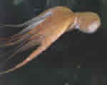 Mollusks, Arthropods and Echinoderms