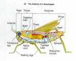 Mollusks, Arthropods and Echinoderms