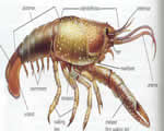 Mollusks, Arthropods and Echinoderms