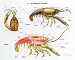 Mollusks, Arthropods and Echinoderms