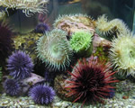 Mollusks, Arthropods and Echinoderms