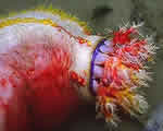 Mollusks, Arthropods and Echinoderms