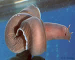 Fish, Amphibians and Reptiles