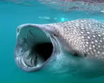 Fish, Amphibians and Reptiles