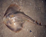 Fish, Amphibians and Reptiles