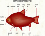 Fish, Amphibians and Reptiles