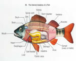 Fish, Amphibians and Reptiles