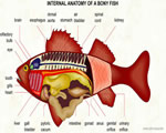 Fish, Amphibians and Reptiles