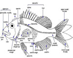 Fish, Amphibians and Reptiles