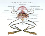 Fish, Amphibians and Reptiles