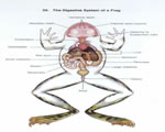 Fish, Amphibians and Reptiles