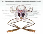 Fish, Amphibians and Reptiles