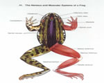 Fish, Amphibians and Reptiles