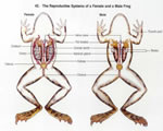 Fish, Amphibians and Reptiles