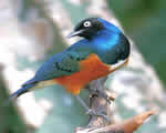Birds and Mammals