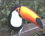 Birds and Mammals