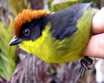 Birds and Mammals