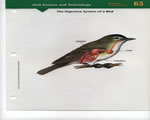 Birds and Mammals