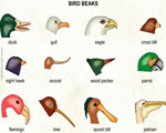 Birds and Mammals