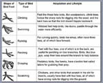 Birds and Mammals