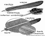 Birds and Mammals