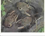 Birds and Mammals