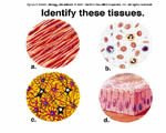 Healthy Body Systems