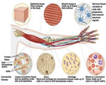 Healthy Body Systems