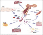 Healthy Body Systems