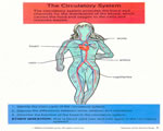 Healthy Body Systems