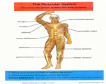 Healthy Body Systems
