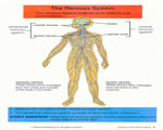 Healthy Body Systems