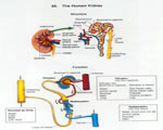 Healthy Body Systems