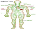 Healthy Body Systems